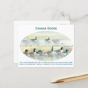 Vintage Canada Goose Bird Art Watercolor Postcard
