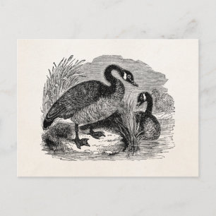 Vintage Canadian Goose Bird - Geese Birds Template Postcard