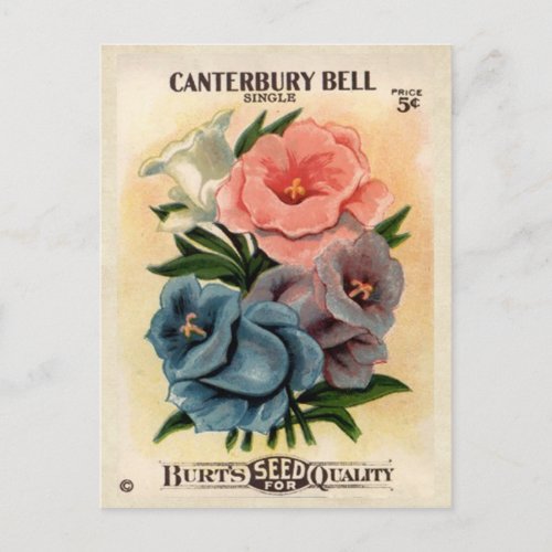 Vintage Canterbury Bells Flower Seed Packet Postcard
