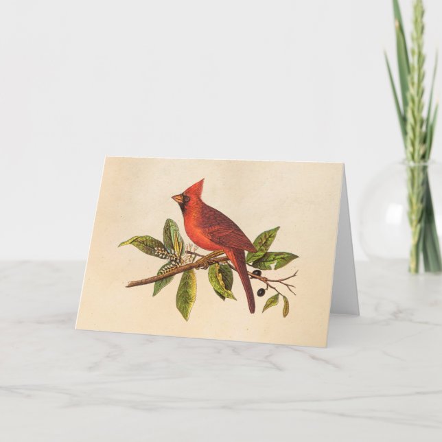 Vintage Cardinal Song Bird Illustration - 1800's Card (Front)