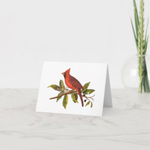 Vintage Cardinal Song Bird Illustration - 1800's Card