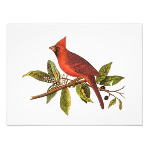 Vintage Cardinal Song Bird Illustration - 1800's Photo Print
