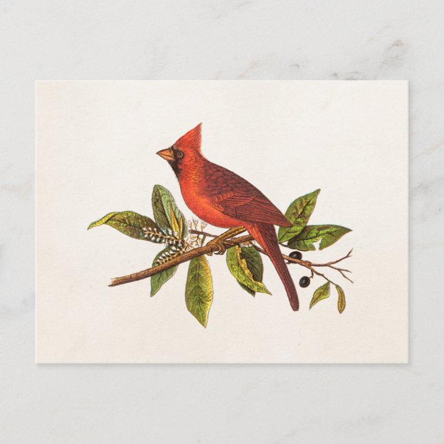 Vintage Cardinal Song Bird Illustration - 1800's Postcard (Front)
