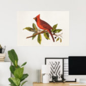 Vintage Cardinal Song Bird Illustration - 1800's Poster (Home Office)