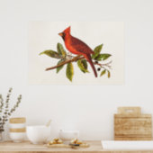 Vintage Cardinal Song Bird Illustration - 1800's Poster (Kitchen)