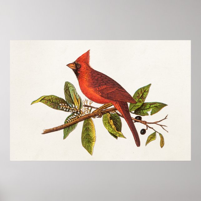 Vintage Cardinal Song Bird Illustration - 1800's Poster (Front)