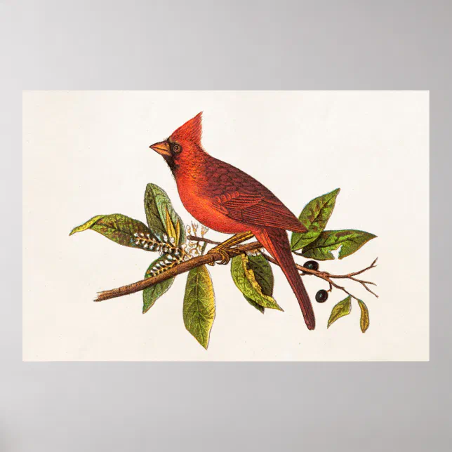Vintage Cardinal Song Bird Illustration - 1800's Poster | Zazzle