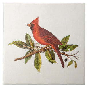 Vintage Cardinal Song Bird Illustration - 1800's Tile
