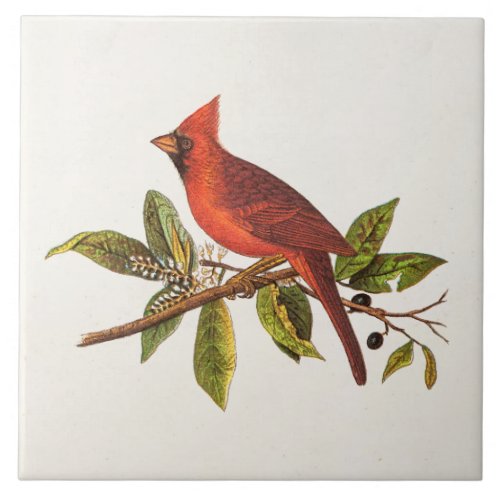 Vintage Cardinal Song Bird Illustration _ 1800s Tile