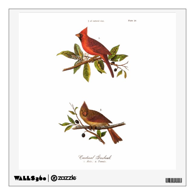 Vintage Cardinal Song Bird Illustration - 1800's Wall Decal (Front)