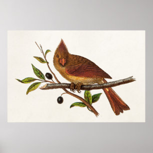 Vintage Cardinal Song Bird Illustration - Female Poster