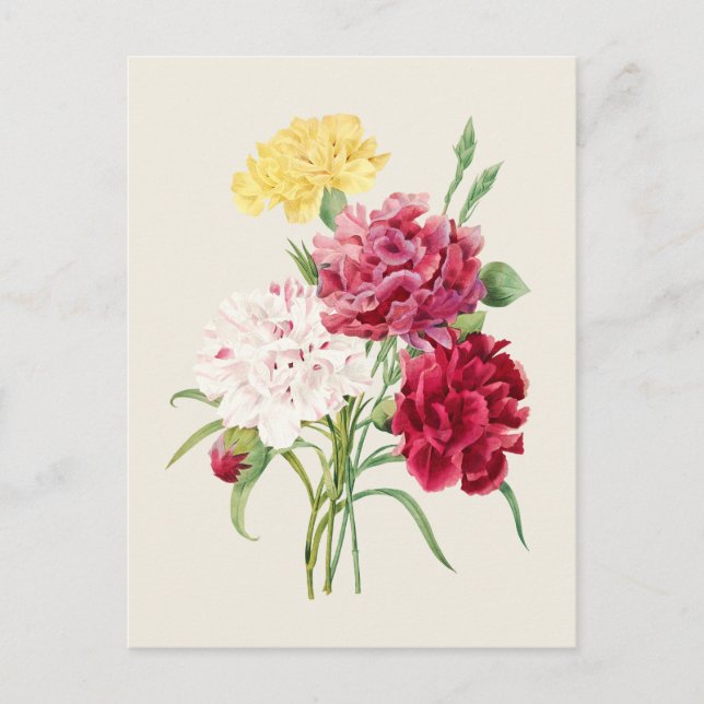Vintage Carnations Botanical Illustration Postcard (Front)
