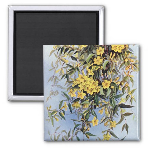 Vintage Carolina Jessamine Yellow Flowers Floral Magnet