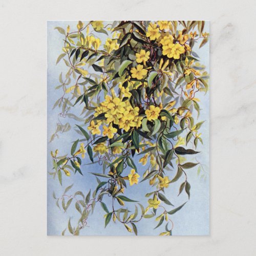 Vintage Carolina Jessamine Yellow Flowers Floral Postcard