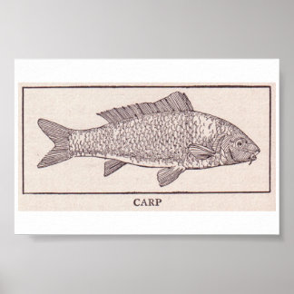 Vintage Carp Poster