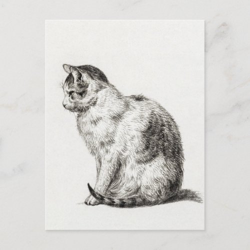 Vintage Cat Black White Pencil Art Postcard