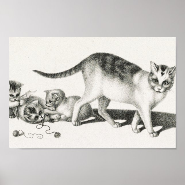Vintage Cat Illustration Poster (Front)