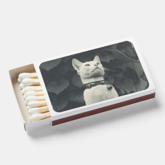 Vintage cat photograph matchboxes