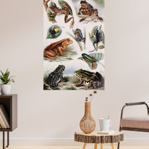 Vintage Catalog of Frogs and Toads Poster