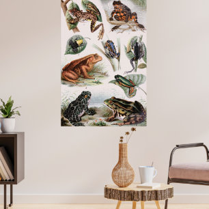 Vintage catalog of frogs Poster