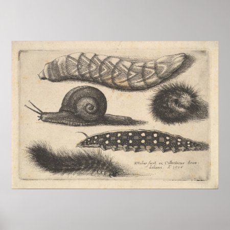 Vintage Caterpillar Snail Insect Nature Print (56)