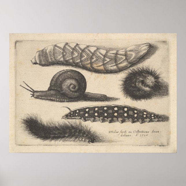 Vintage Caterpillar Snail Insect Nature Print (56) (Front)