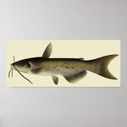 Vintage Catfish Fishing Marine Life River Fish Poster