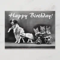 happy birthday cats and dogs