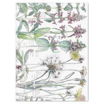 Vintage Cats Ear Flower Wildflowers Tissue Paper by farmer77 at Zazzle