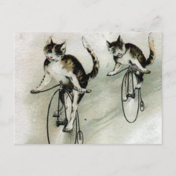 Vintage Cats On Bikes Postcard by fantasyworld at Zazzle