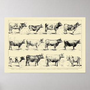 Vintage Cattle Breeds Art by Adolphe Millot Poster