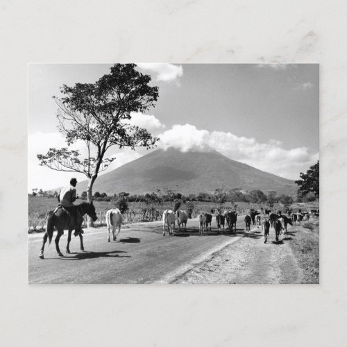 Vintage Cattle Drive past San Miguel Volcano Postcard