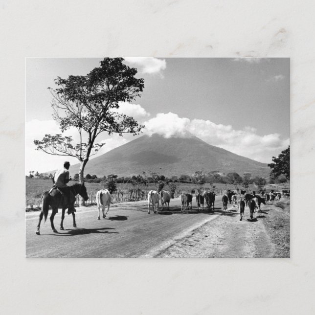 Vintage Cattle Drive past San Miguel Volcano Postcard (Front)
