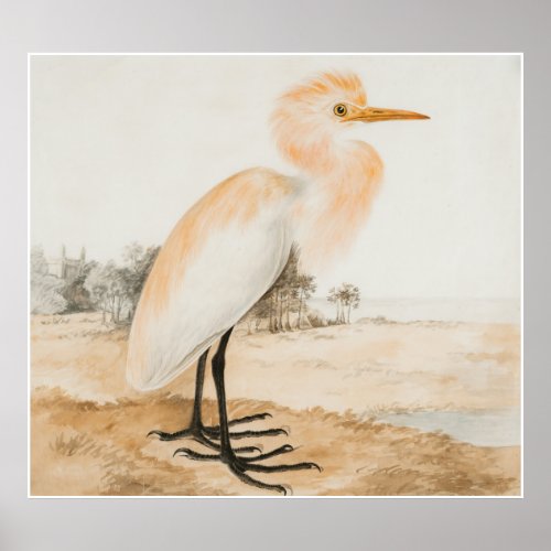Vintage Cattle Egret Animal Wildlife Bird  Poster