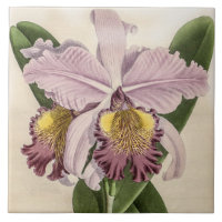 Vintage Cattleya Hardyana Orchid Flower