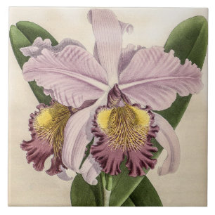 Vintage Cattleya Hardyana Orchid Flower Ceramic Tile