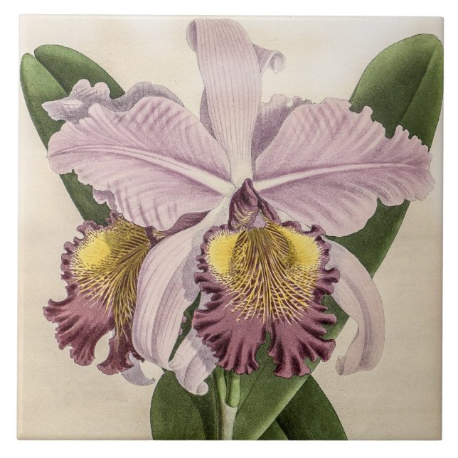 Vintage Cattleya Hardyana Orchid Flower Ceramic Tile (Front)
