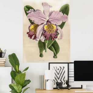 Vintage Cattleya Hardyana Orchid Flower Poster