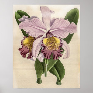 Vintage Cattleya Hardyana Orchid Flower Poster