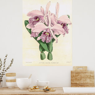 Vintage Cattleya Maxima Orchid Flower Art Poster