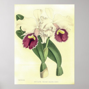 Vintage Cattleya Triana Orchid Flower Poster
