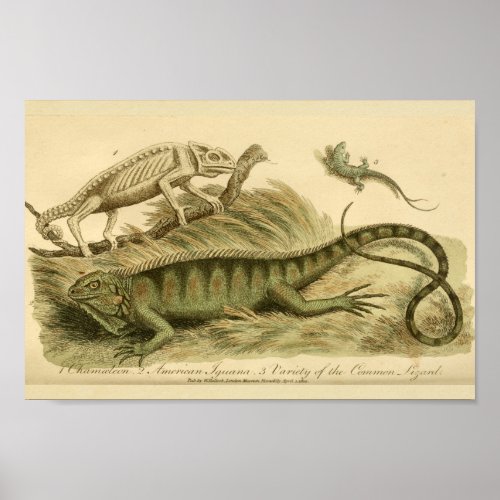 Vintage Chameleon Iguana Natural History Print