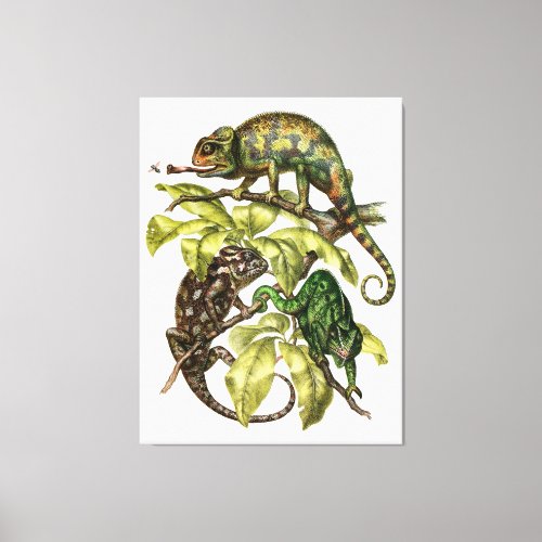 Vintage Chameleon Lizard Canvas Print