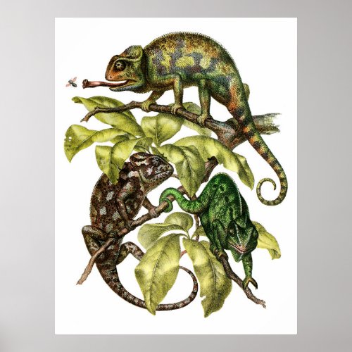 Vintage Chameleon Lizard Poster