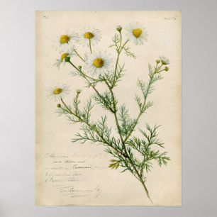 Vintage Chamomile Botanical Art Illustration Poster