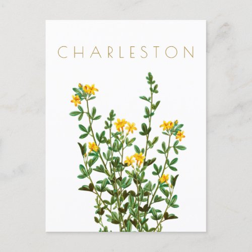 Vintage Charleston flower travel mid century Postcard