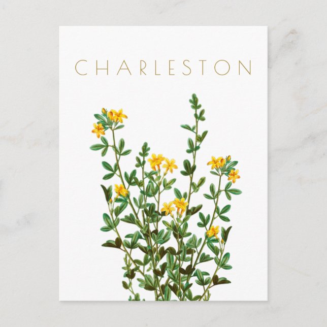 Vintage Charleston flower travel mid century Postcard (Front)