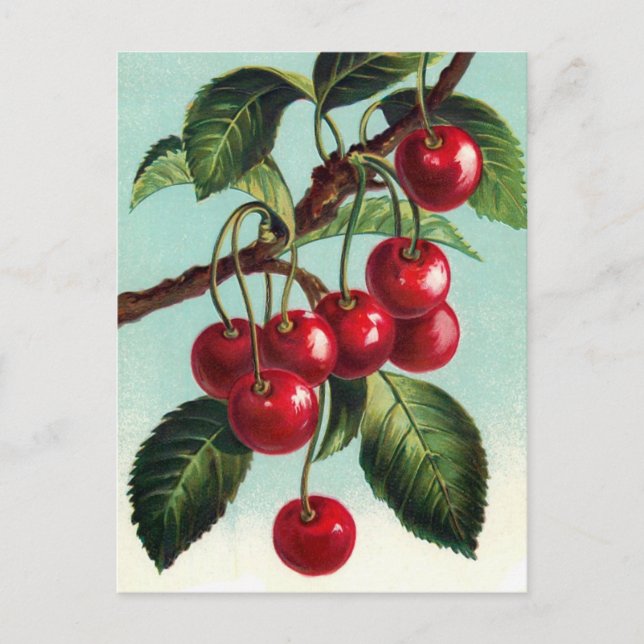Vintage Cherries on a branch Postcard (Front)