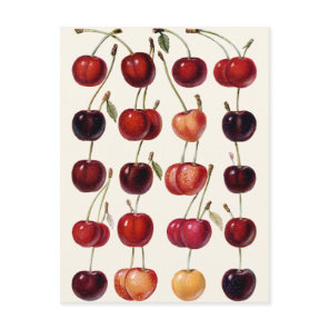 Vintage Cherries Postcard