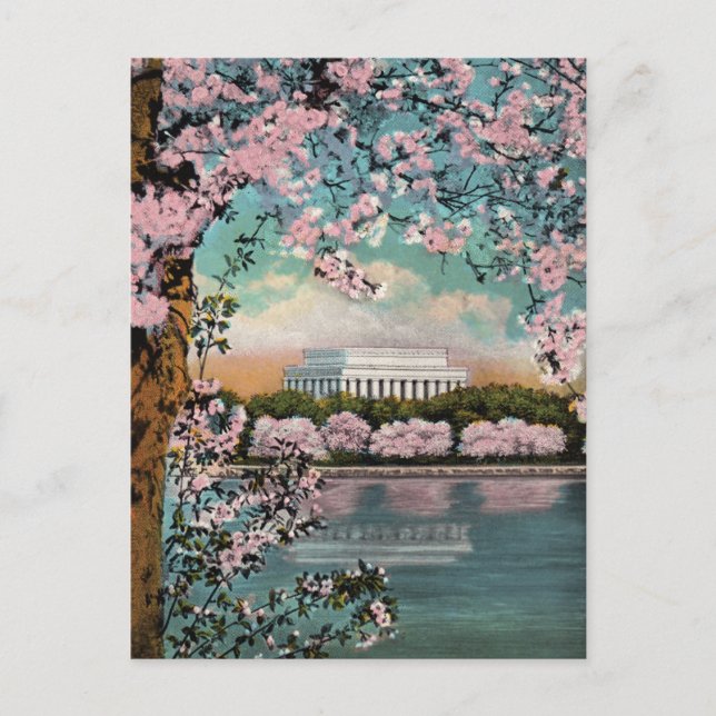 Vintage Cherry Blossoms Washington DC Postcard (Front)